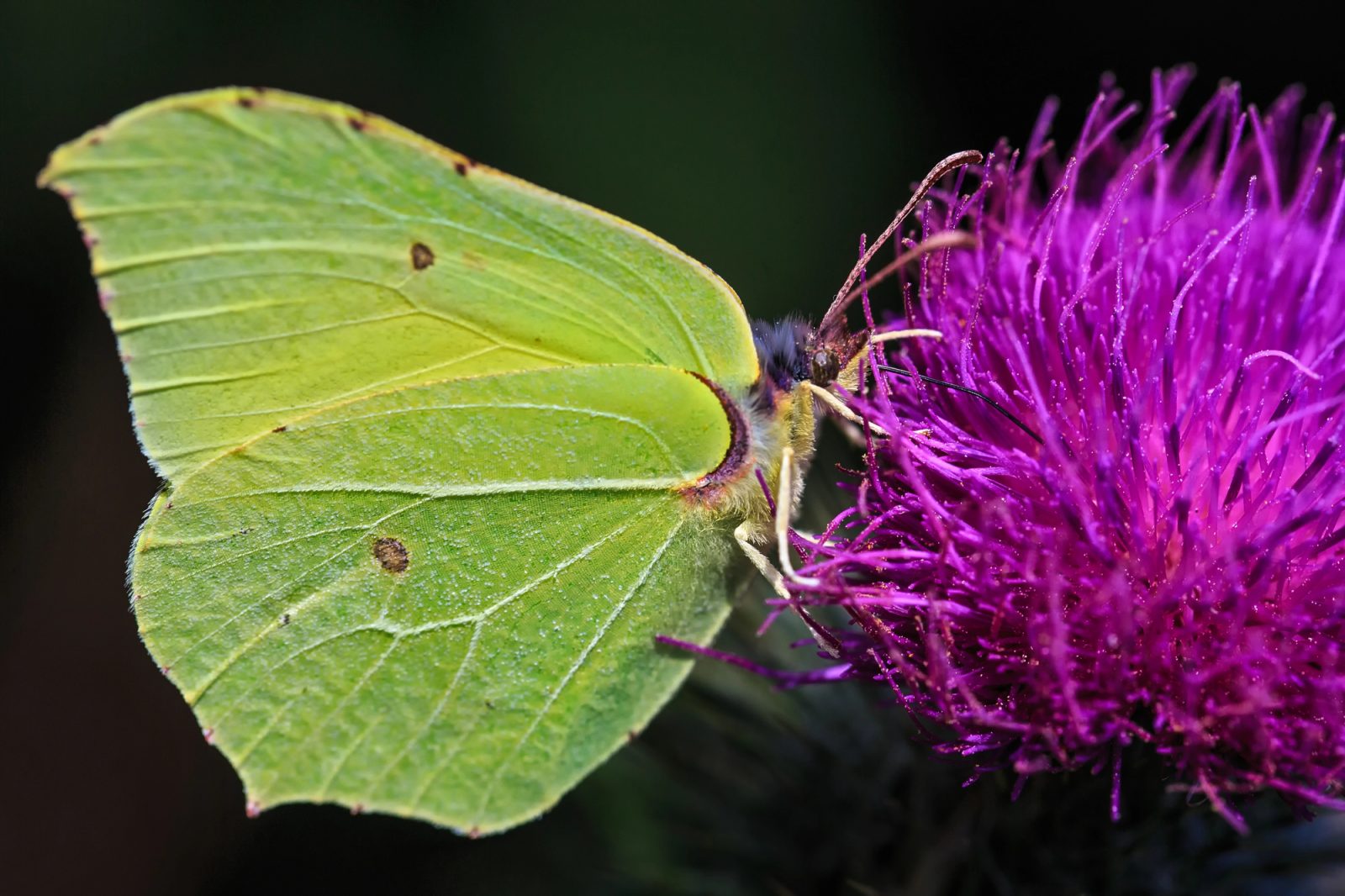Pegasti badelj me je pozitivno presenetil